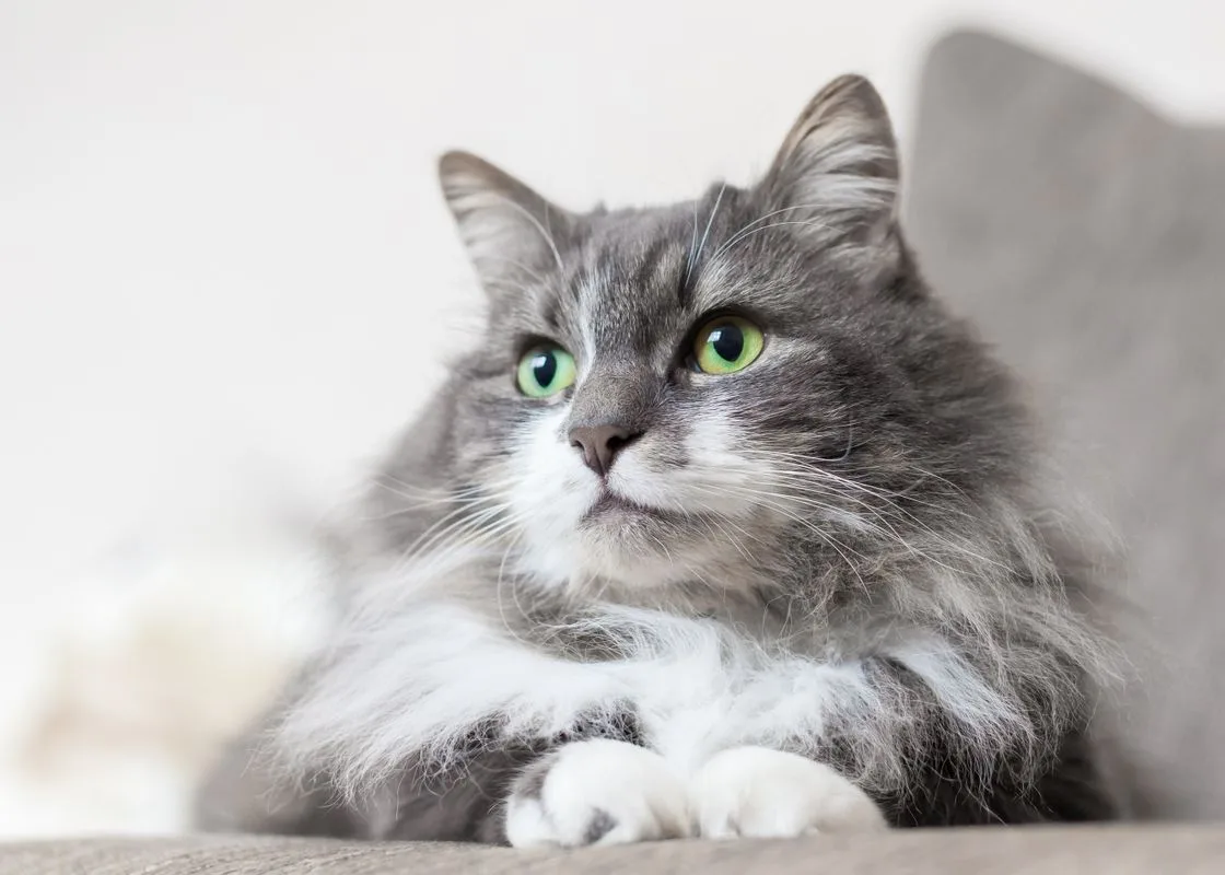 Pet Care at Care Pharmacy